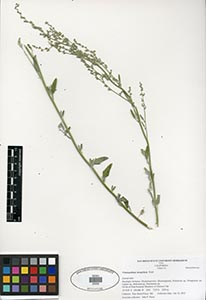 Herbarium Sheet of 